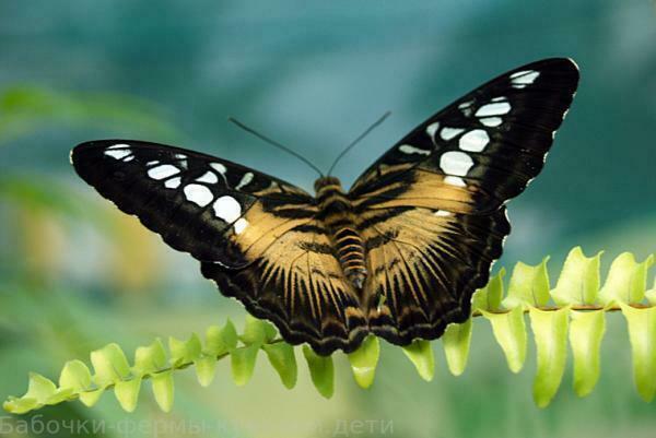 Бабочка Parthenos Sylvia
