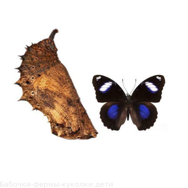 Hypolimnus Bolina (куколка бабочки)